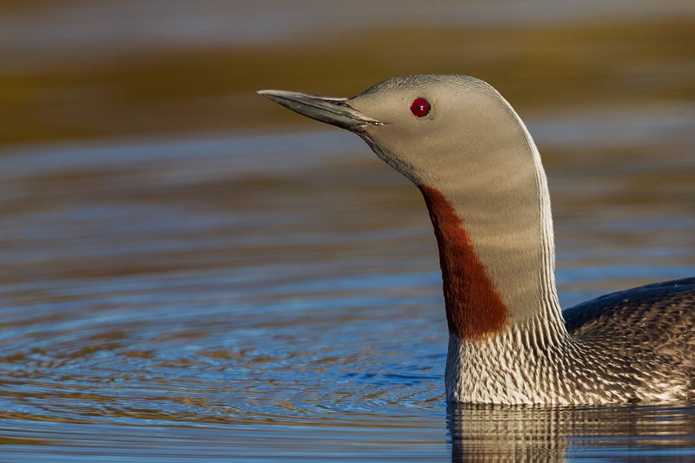 Red-throated Loon Close-up